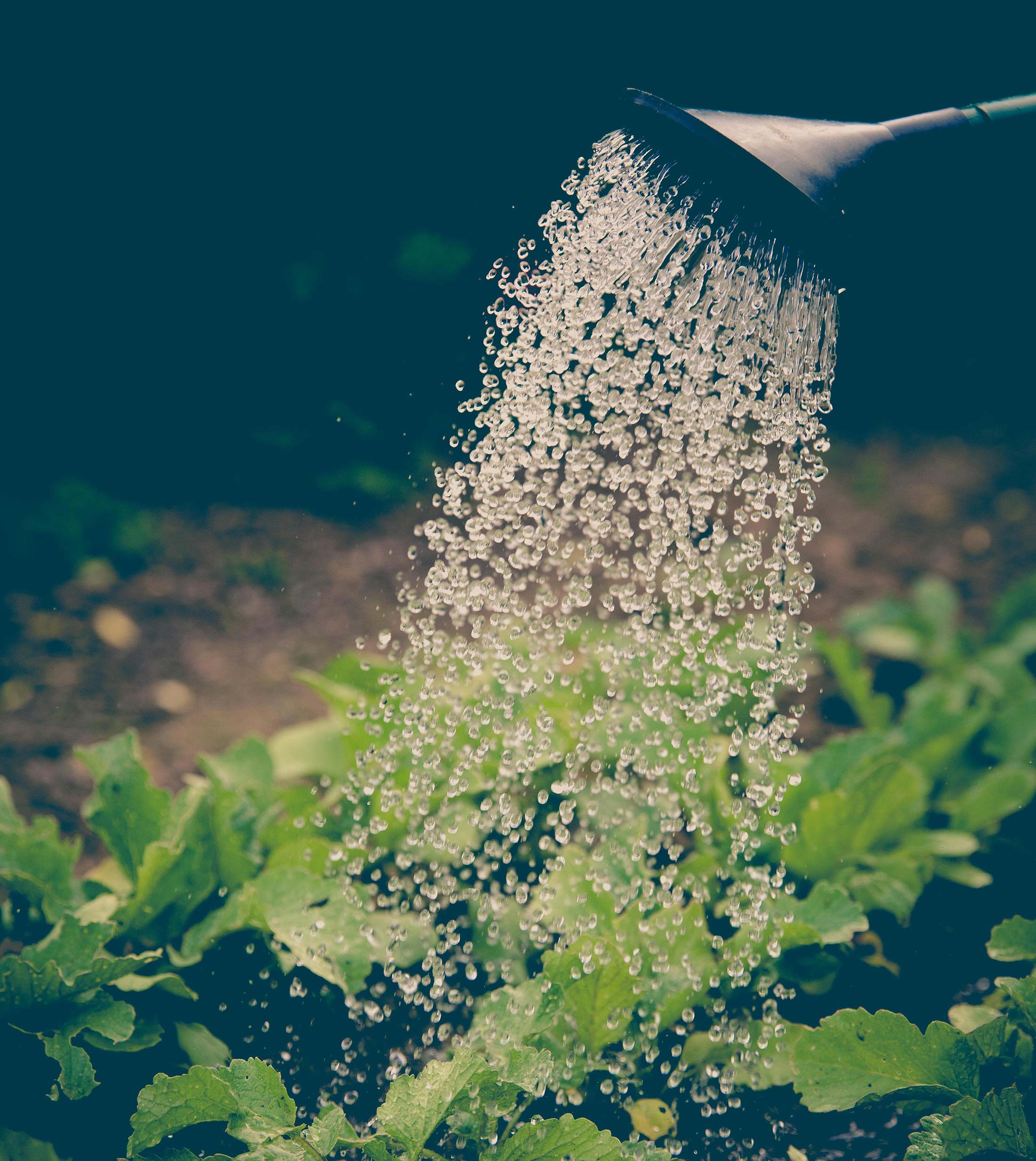 Fresh water sprinkling over green plants from a watering can.