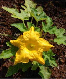 A vibrant yellow squash blossom with five broad petals and a central pistil, surrounded by green jagged-edged leaves, growing in rich brown soil.